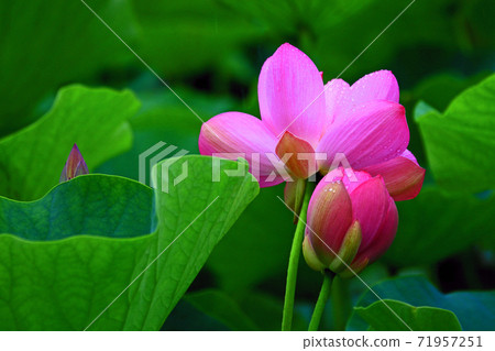 Lotus flower Lotus flower 71957251