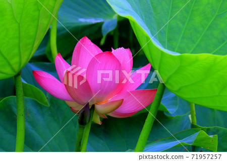 Lotus flower  71957257