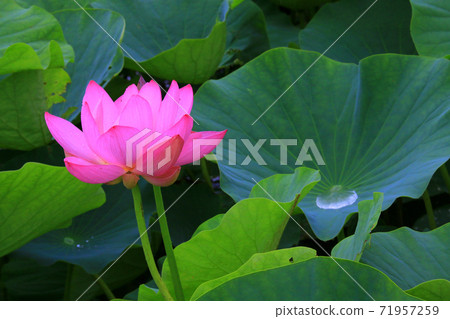 蓮花 蓮花 71957259