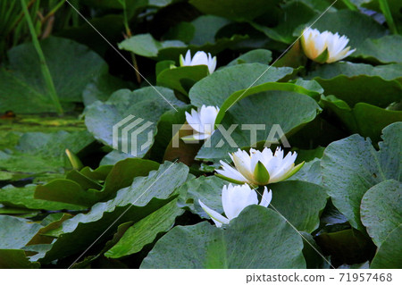 水蓮花 照片素材 圖片 圖庫