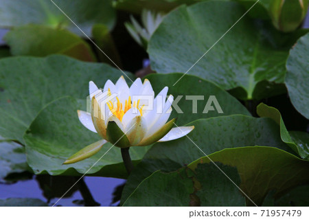 Water lotus flower Water lotus flower 71957479