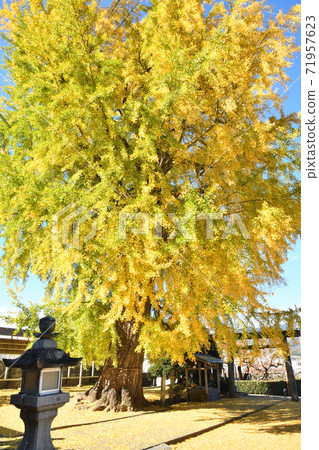 Nunsu liquor shrine ginkgo Nunsu liquor shrine ginkgo 71957623