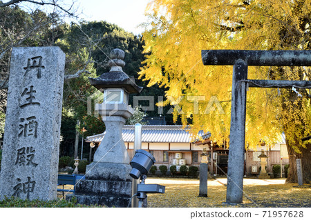 Nunsu liquor shrine ginkgo Nunsu liquor shrine ginkgo 71957628