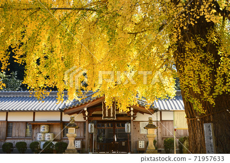 Nunsu liquor shrine ginkgo 71957633