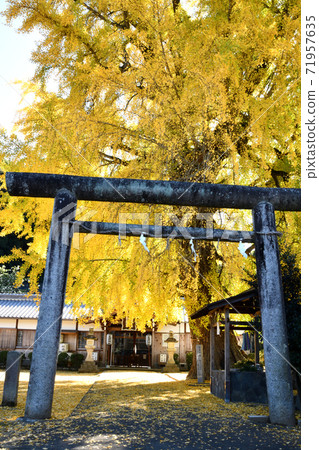 Nunsu liquor shrine ginkgo Nunsu liquor shrine ginkgo 71957635