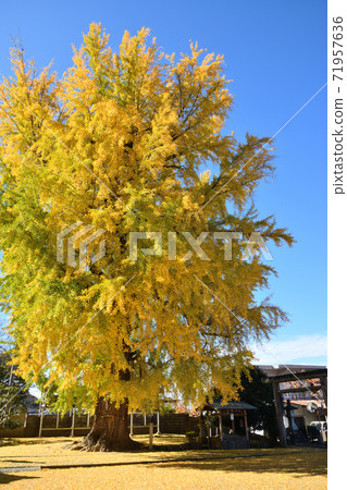 Nunsu liquor shrine ginkgo Nunsu liquor shrine ginkgo 71957636