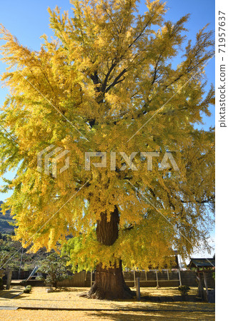 Nunsu liquor shrine ginkgo Nunsu liquor shrine ginkgo 71957637