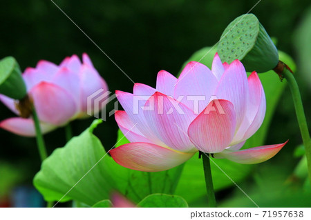 Lotus flower  Lotus flower  71957638
