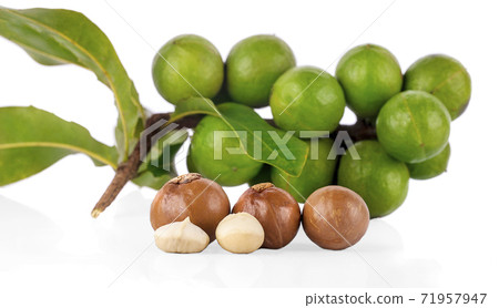 macadamia nuts on white background macadamia nuts on white background 71957947