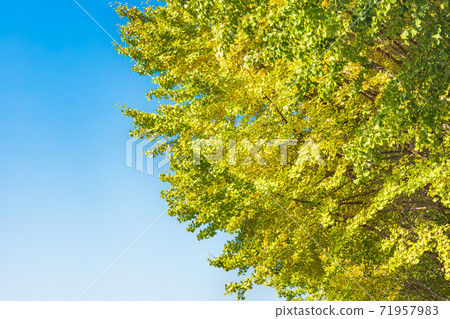 Ginkgo tree that started to turn yellow little by little Ginkgo tree that started to turn yellow little by little 71957983