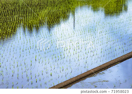 Paddy fields in the suburbs of Yokohama where the blue sky and clouds are reflected 71958023