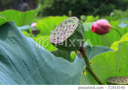 Lotus flower  71958540