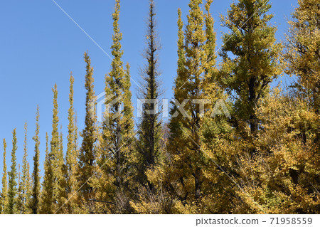 A row of ginkgo trees in the Jingu Gaien that turns yellow A row of ginkgo trees in the Jingu Gaien that turns yellow 71958559