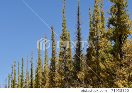 在金谷蓋恩（Jingu Gaien）中的一排銀杏樹變成黃色 71958560