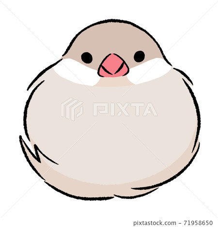 Fluffy Java sparrow cinnamon cream 71958650