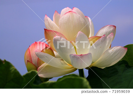 Lotus flower  71959039