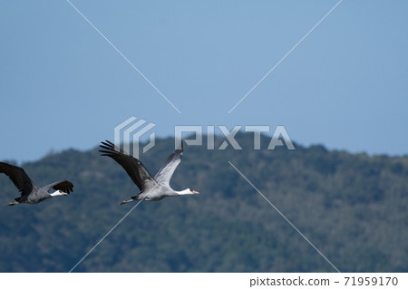 Hooded crane's turn to fly with the mountains in the background 71959170