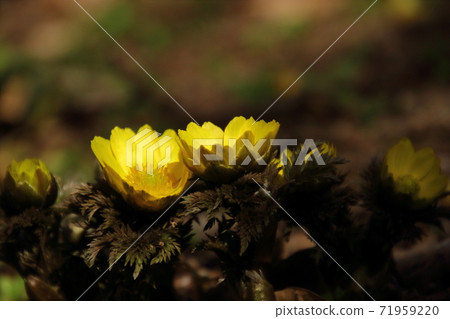 Yellow Boots in Hanno Robai Garden Yellow Boots in Hanno Robai Garden 71959220