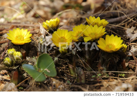 Yellow Boots in Hanno Robai Garden 71959433