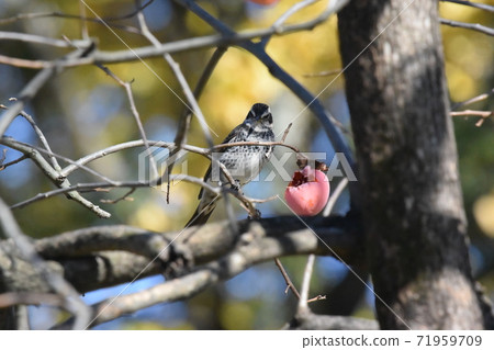 Persimmon fruit and thrush 71959709