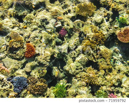 Wonderful and beautiful underwater world with corals and tropical fish. 71959792