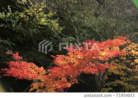 Kumamoto Prefecture Kikuchi Kikuchi Gorge, Kumamoto Prefecture Kikuchi Kikuchi Gorge, 71959833