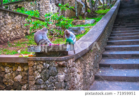 Monkey forest in Ubud, Bali Monkey forest in Ubud, Bali 71959951
