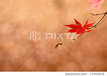 秋葉和落葉 71959976