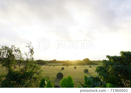 Pasture where the morning sun is divine Pasture where the morning sun is divine 71960002