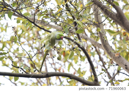 Rose-ringed parakeet pecking the nuts of the tree Rose-ringed parakeet pecking the nuts of the tree 71960063