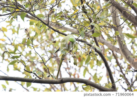 Rose-ringed parakeet pecking the nuts of the tree Rose-ringed parakeet pecking the nuts of the tree 71960064