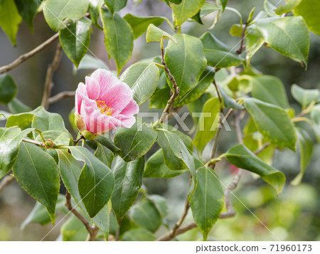 One large pink camellia flower that is about to bloom One large pink camellia flower that is about to bloom 71960173