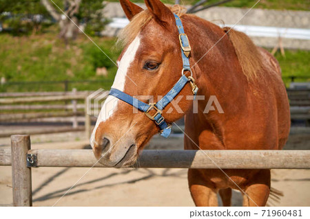 Shetland pony 71960481