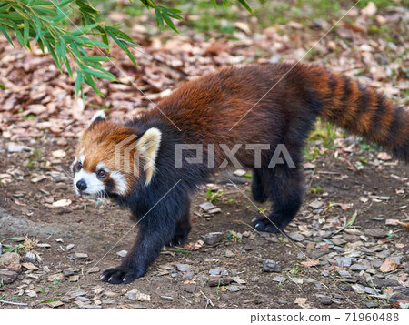 Lesser panda 71960488