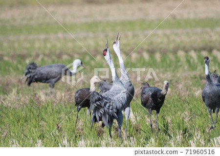 Hooded crane crying 71960516