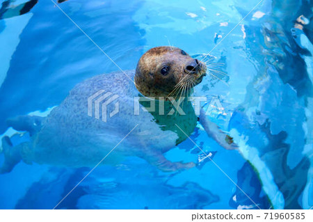 seal  71960585