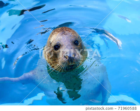 seal seal 71960588