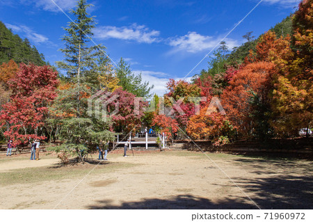 季節限定的大自然-武陵農場銀杏與楓紅 季節限定的大自然-武陵農場銀杏與楓紅 71960972