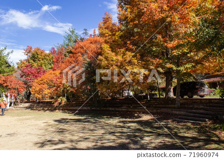 季節限定的大自然-武陵農場銀杏與楓紅 71960974