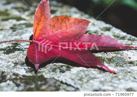 季節限定的大自然-武陵農場銀杏與楓紅 71960977