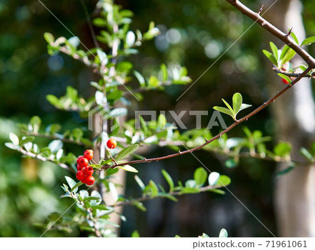 Piracansa Tokiwa Hawthorn Piracansa Tokiwa Hawthorn 71961061