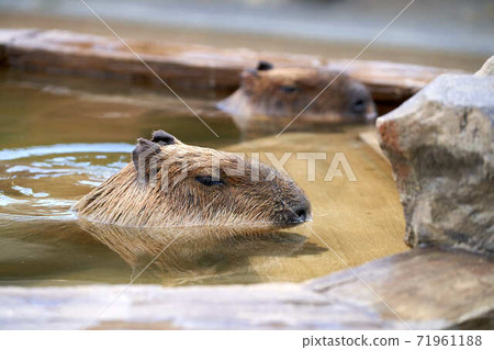 Capybara bathing Capybara bathing 71961188