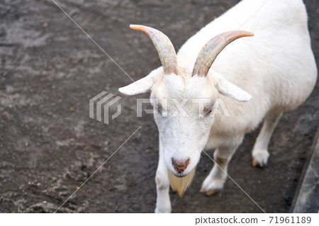 Goat Goat 71961189