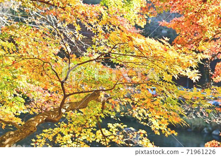 Autumn leaves of Konami River Autumn leaves of Konami River 71961226