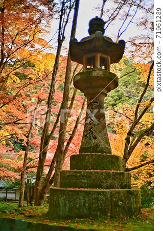 Autumn leaves of Shintoji 71961289