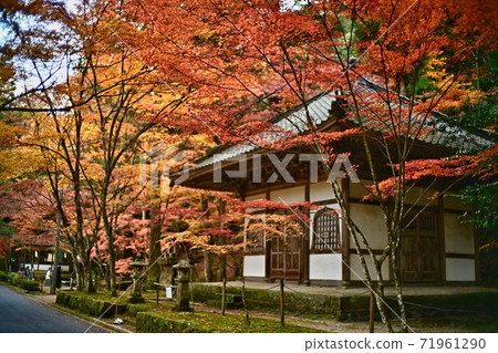 Autumn leaves of Shintoji 71961290