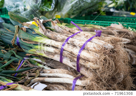 Matsumoto green onion 71961308