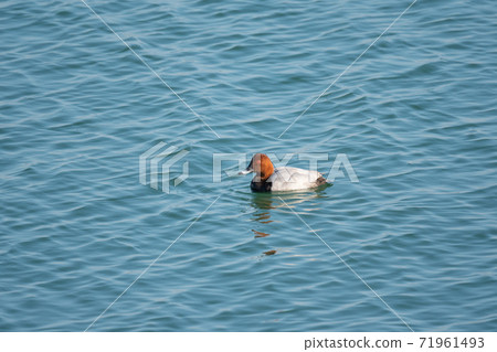 Male common pochard, a winter bird at the mouth of the Yoshino River Male common pochard, a winter bird at the mouth of the Yoshino River 71961493