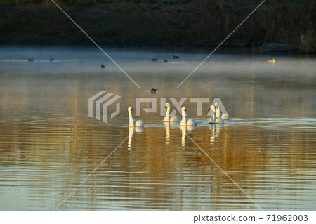 Sa玉縣川島町越山川天鵝在著陸點晨霧中游泳 71962003
