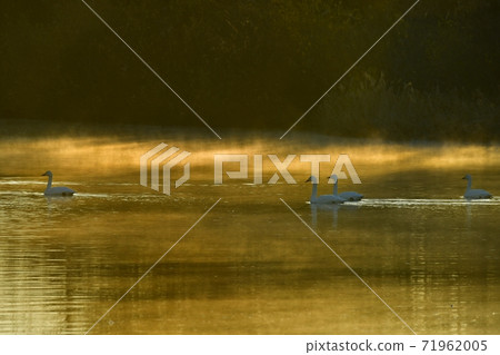 Sa玉縣川島町越山川天鵝在著陸點晨霧中游泳 71962005